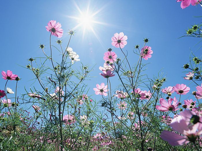 Cosmos Flower .•°•.° (o^.^o) 2