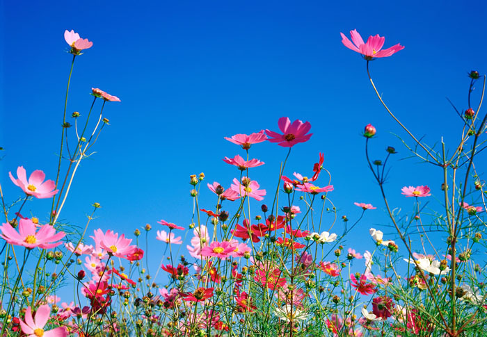 Cosmos Flower .•°•.° (o^.^o) 2