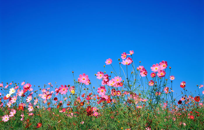 Cosmos Flower .•°•.° (o^.^o) 2