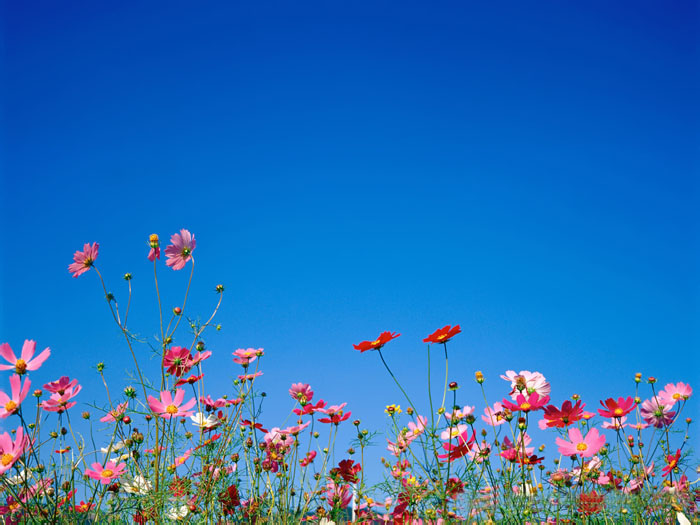 Cosmos Flower .•°•.° (o^.^o) 2