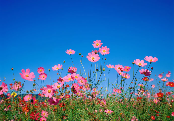 Cosmos Flower .•°•.° (o^.^o) 2