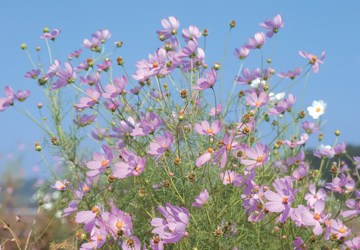 Cosmos Flower .•°•.° (o^.^o) 2