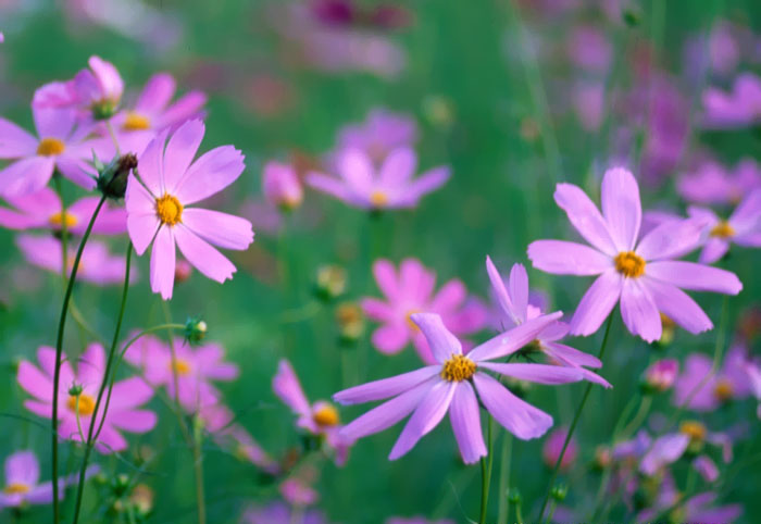 Cosmos Flower .•°•.° (o^.^o) 2