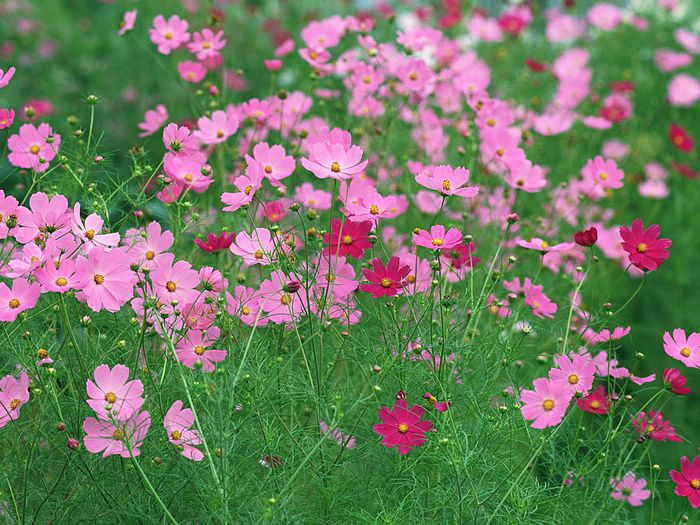 Cosmos Flower .•°•.° (o^.^o) 2