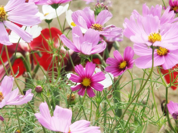 Cosmos Flower .•°•.° (o^.^o) 2