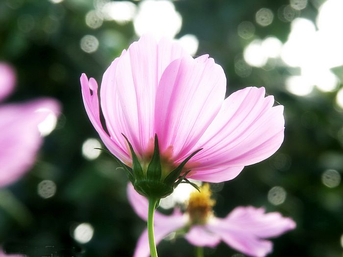 Cosmos Flower .•°•.° (o^.^o) 2