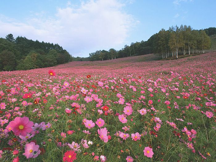 Cosmos Flower .•°•.° (o^.^o) 2