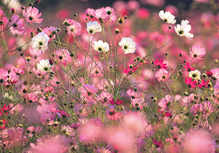 Cosmos Flower .•°•.° (o^.^o) 2