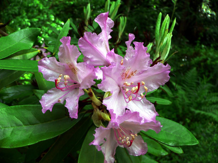 กุหลาบพันปี (Rhododendron) •°•.° ღღღ 