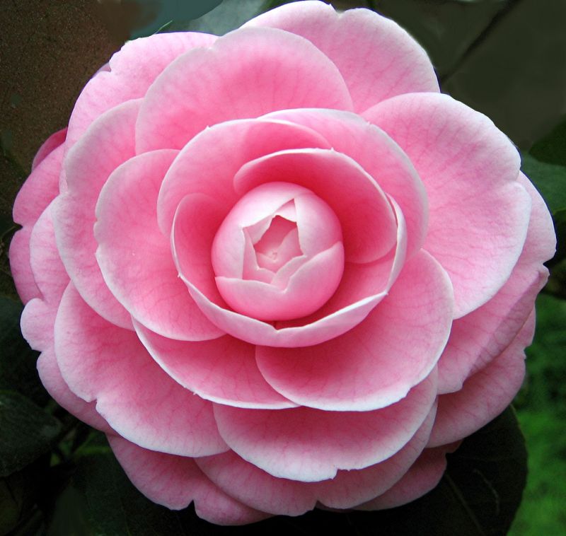 Camellia ดอกไม้สำหรับคนช่างฝัน 1