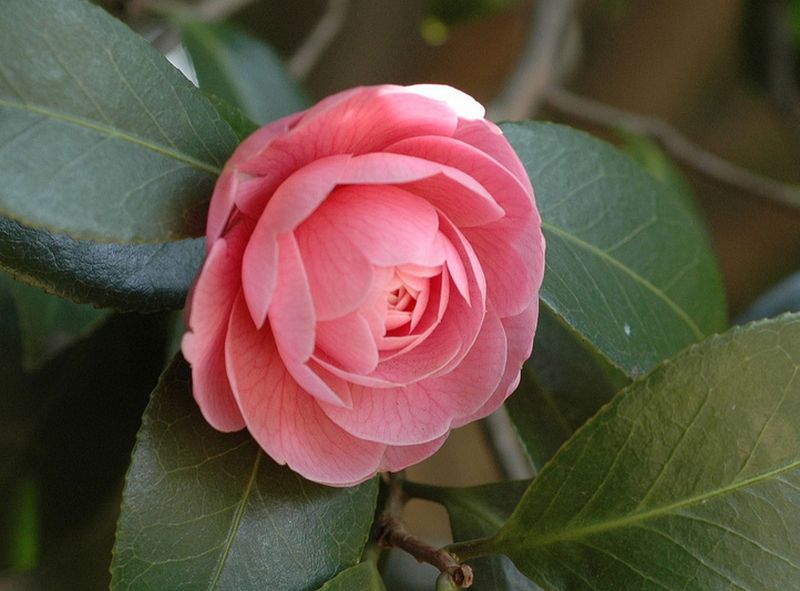 Camellia ดอกไม้สำหรับคนช่างฝัน 1