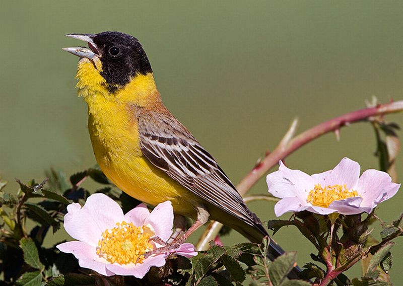 Black headed bunting