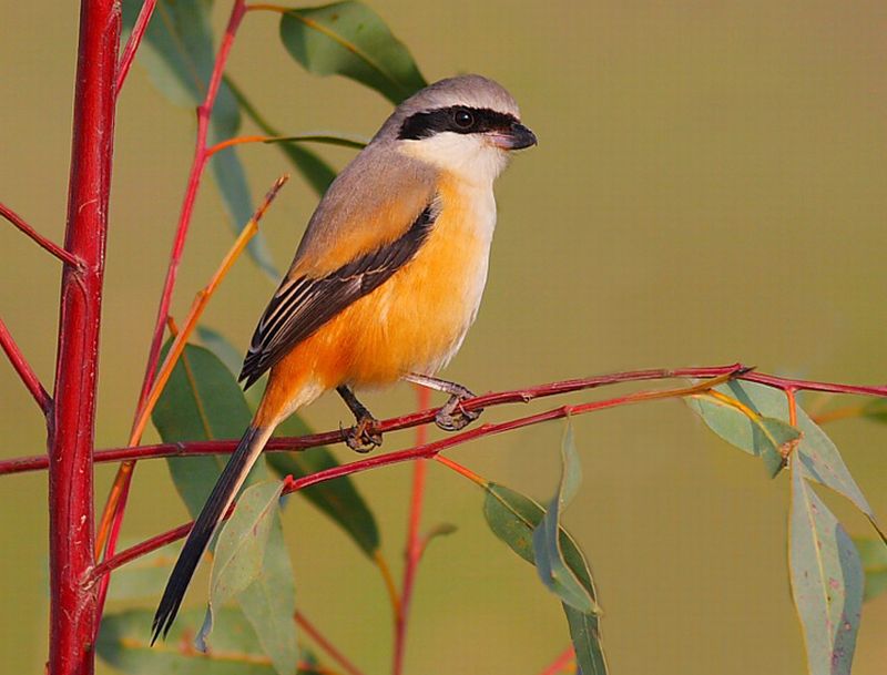 Rufous-backed Shrike