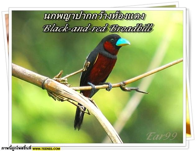 ♥ Bird in Thailand ..Vol.2 ♥ 