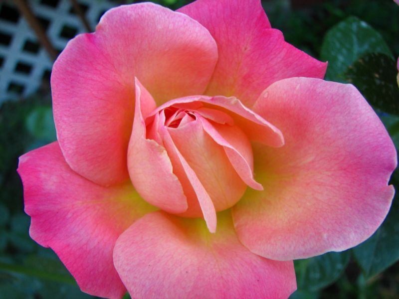 *Rose : Close Up 1*