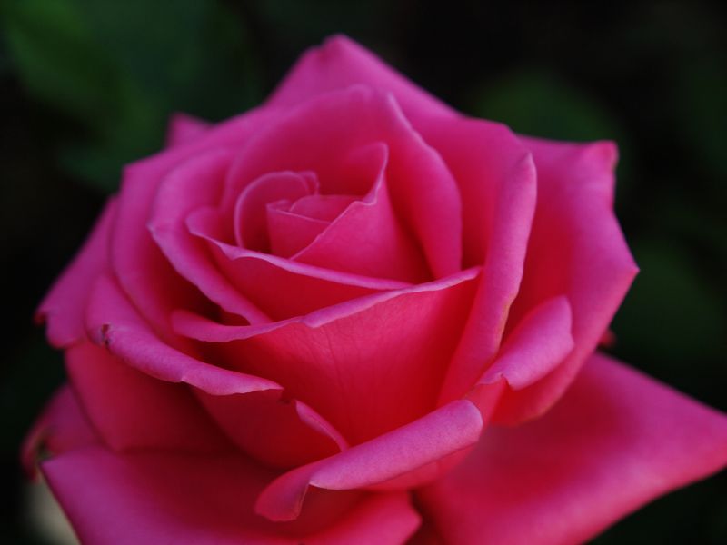 *Rose : Close Up 1*