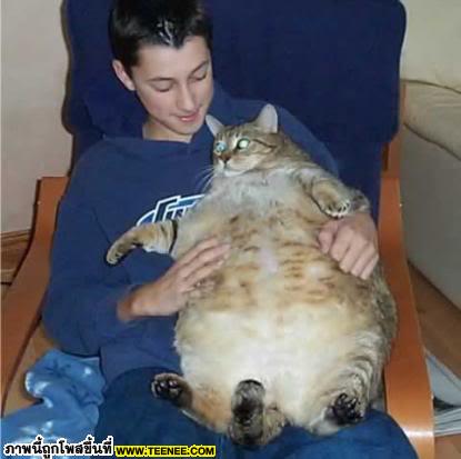 รูปแมวที่ใหญ่ที่สุดในโลก