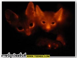 รูปแมวเรืองแสงในที่มืด