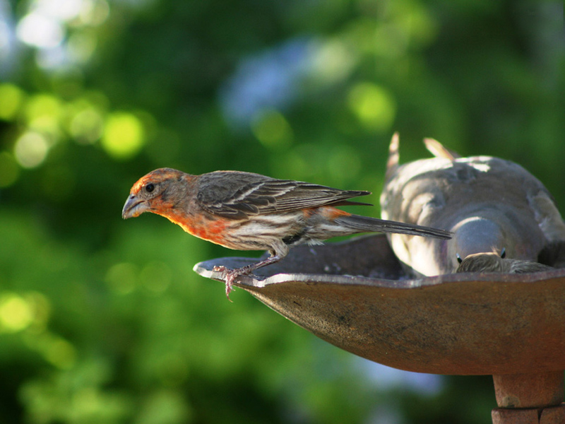 Happy Birds Day .•°•.ღ 