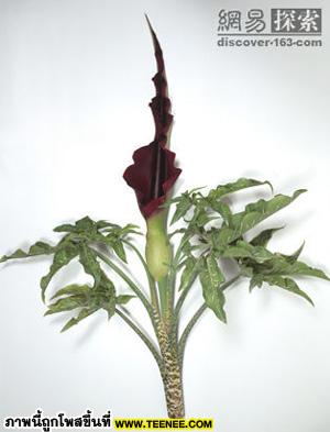 Dracunculus vulgaris