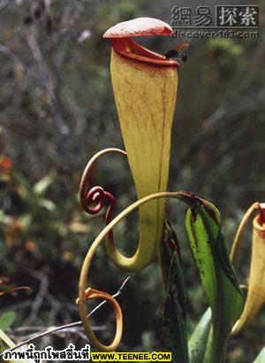  Nepenthes Tanax เป็นพวกหม้อข้าวหม้อแกง พันธุ์หนึ่ง หม้อข้าวหม้อแกงลิง (Nepenthes)