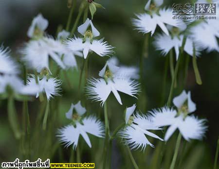 Aigrette มีฉายานกกระสา มีลักษณะต้นและดอกคล้ายดอกหญ้า เพราะดอกของมันดูคล้ายฝูงนกที่กำลังโบยบิน 