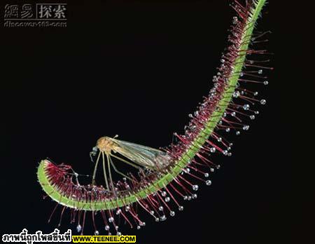 Drosera capensis เป็นพันธุ์หนึ่งของไม้ประเภท หยาดน้ำค้าง 