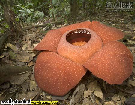 Rafflesia arnoldii ถือได้ว่าเป็นดอกไม้ที่มีขนาดใหญ่ที่สุดในประเทศไทย 