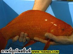 ปลาทองที่ยาวที่สุดในโลก : 47.4 เซนฯ 