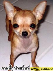 หมาที่เล็กที่สุดในโลก : Heaven Sent Brandy 15.2 เซนฯ 