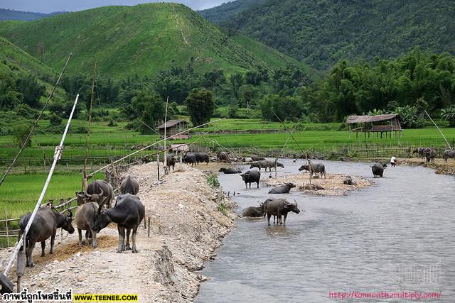 ตะลึงแฟนบอลแมนยูประท้วงสโมสร