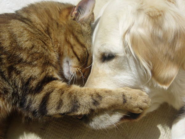 --[cat&dog]--