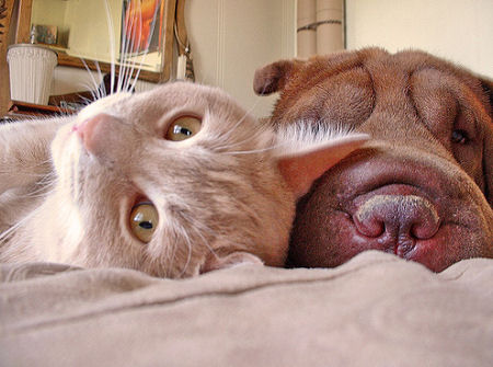 --[cat&dog]--