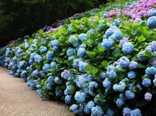 สวนดอก Hydrangea