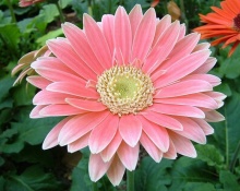 ดอก Gerbera 