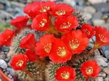 ตะบองเพชร ( Cactus )