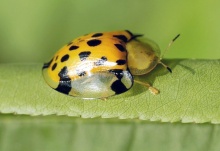 .. lady bug .. (o^.^o) 