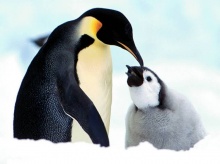 ••penguin••°•.°(o^.^o) 2