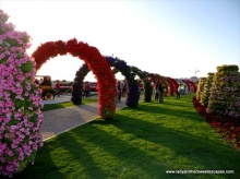 Miracle Garden สวนดอกไม้ใหญ่ที่สุดในโลก