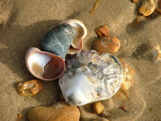 Sea Shell ..