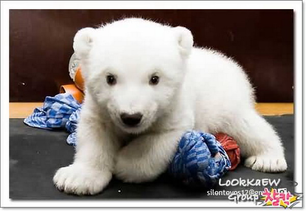 Cute Polar Bear