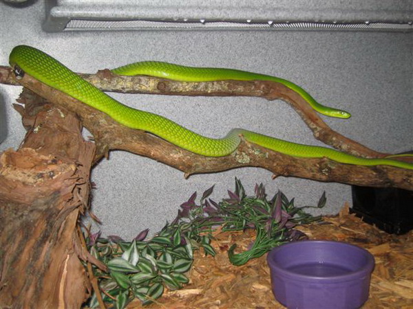 กำลังมาแร๊งกับงูGreen Mamba