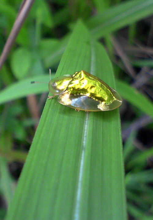 เต่าทอง แมลงเต่าทอง ต้องมีหลังเป็นสีทอง แบบนี้ซินะ