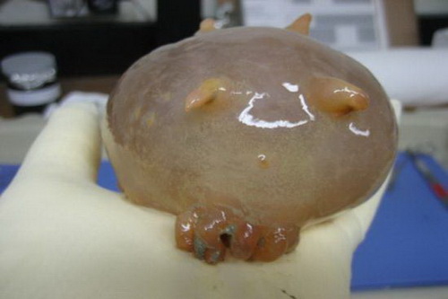 Sea Pig หรือ หมูทะเล ปลิงตัวอ้วนในทะเล