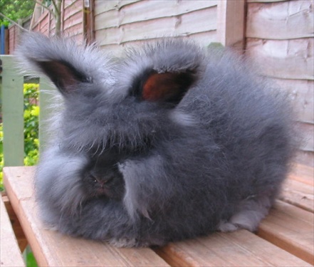 กระต่ายพันธุ์ขนปุยที่สุด"แองโกล่า"