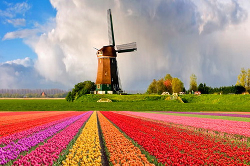 4. Tulip fields in the Netherlands ทุ่งดอกทิวลิปในเนเธอร์แลนด์ได้ชื่อว่าเป็นทุ่งดอกไม้แห่งยุโรป
