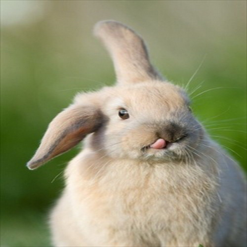 กระต่ายน้อยที่น่ารัก