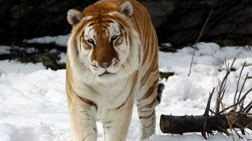สัตว์โลกน่าทึ่ง!กับเสือแมวลายสีทอง