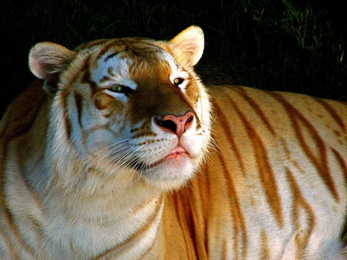 สัตว์โลกน่าทึ่ง!กับเสือแมวลายสีทอง