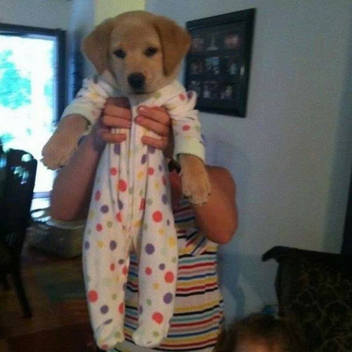 น่ารัก!ลูกสุนัขขโมยชุดเด็กใส่